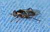 Chalcosyrphus nemorum